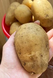Сорт картофеля Гусар 1