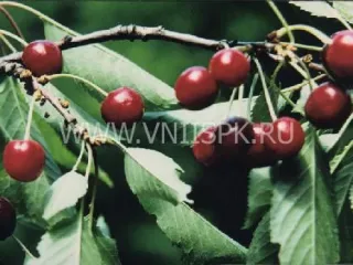 Сорт черешни Родина