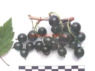 Сорт смородины черной Журавушка