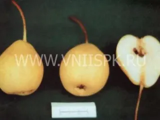 Сорт груши Белолистка