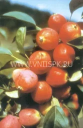 Сорт яблони Сибирский Сувенир 0