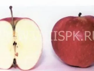 Сорт яблони Пепин Башкирский