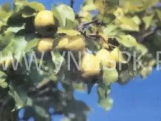 Сорт груши Ольга
