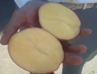 Сорт картофеля Ароза 2