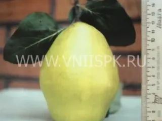 Сорт айвы Подарочная