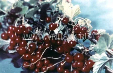 Сорт смородины красной Мечта (Смородина Красная) 0