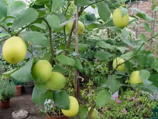 Сорт лимона Дженоа