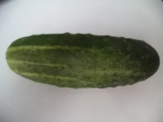 Сорт огурца Алтай
