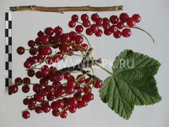 Сорт смородины красной Осиповская 0