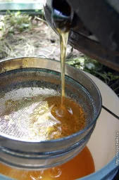 Медоносы у точка в конце июня Медоносы у точка в конце июня