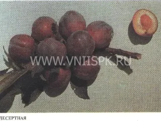 Сорт алычи Десертная (Никитская Красная 804, Консервная 804, Десертная Консервная)