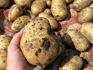 Сорт картофеля Ариэль