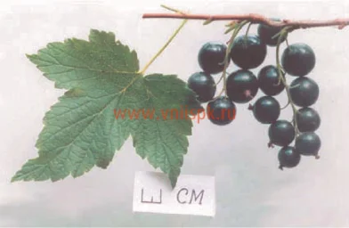 Сорт смородины черной Нара 0