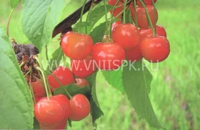 Сорт черешни Дончанка 0