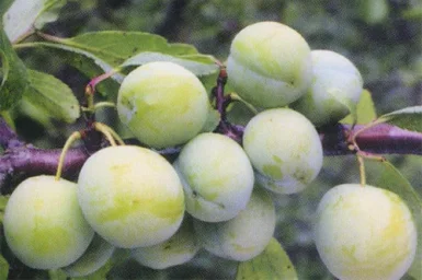 Сорт сливы Ренклод колхозный 1