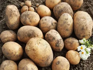 Сорт картофеля Лили (Лилли)
