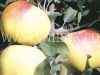 Сорт яблони Бойкен (Позднее Зимнее)