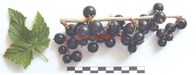 Сорт смородины черной Шаровидная 0