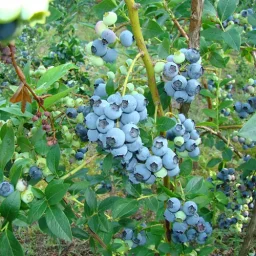Сорт голубики Элизабет 1