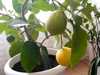 Сорт лимона Майкопский