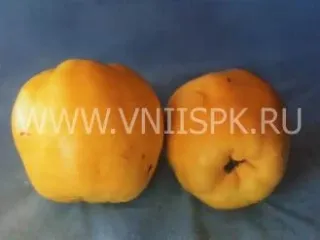 Сорт айвы Аврора