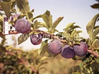 Сорт сливы китайской Памяти Путова
