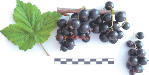 Сорт смородины черной Агата 0