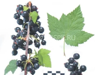 Сорт смородины черной Очарование (Смородина) 0