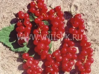 Сорт смородины красной Щедрая (Смородина Красная)
