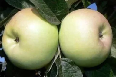 Сорт яблони Киммерия 0