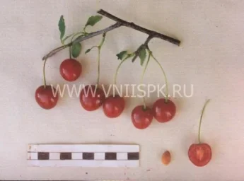 Сорт вишни Шакировская 0