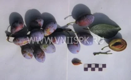 Сорт сливы домашней Венгерка Корнеевская 0