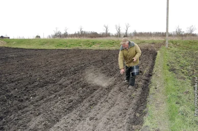 Посеяли фацелию Посеяли фацелию