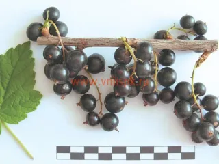 Сорт смородины черной Престиж