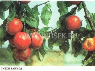 Сорт алычи Субхи Ранняя