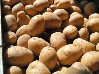 Сорт картофеля Мелодия