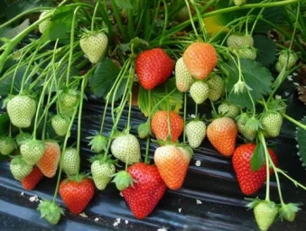 Сорт клубники Румба 0