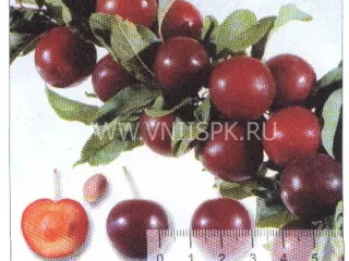 Сорт алычи Сарматка