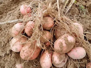 Сорт картофеля Кумач