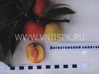 Сорт персика Дагестанский Золотой