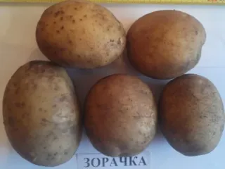 Сорт картофеля Зорачка