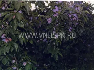 Сорт сливы домашней Балкарская