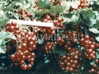Сорт смородины красной Уральская Красавица
