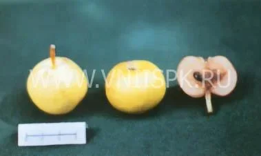 Сорт груши Черномяска Буерачная 0