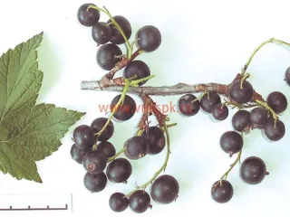 Сорт смородины черной Подарок Кузиору
