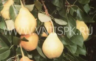 Сорт груши Заречная (Компактная) 0