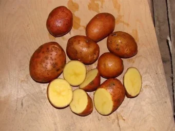 Сорт картофеля Розалинд 2