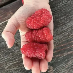 Сорт малины Патриция 3
