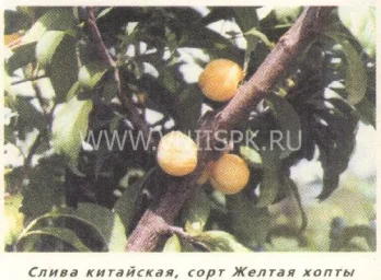 Сорт сливы китайской Желтая Хопты 0