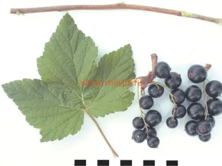 Сорт смородины черной Глариоза